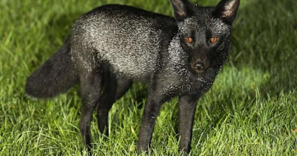 Black Fox Names