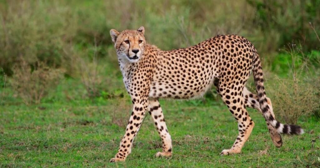 Creative Names For Cheetah