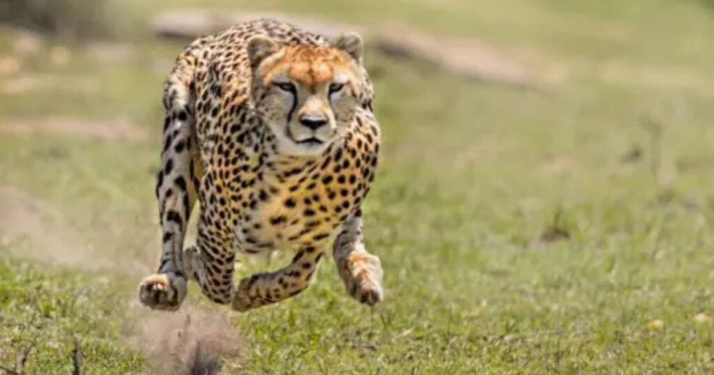 Cute Cheetah Name