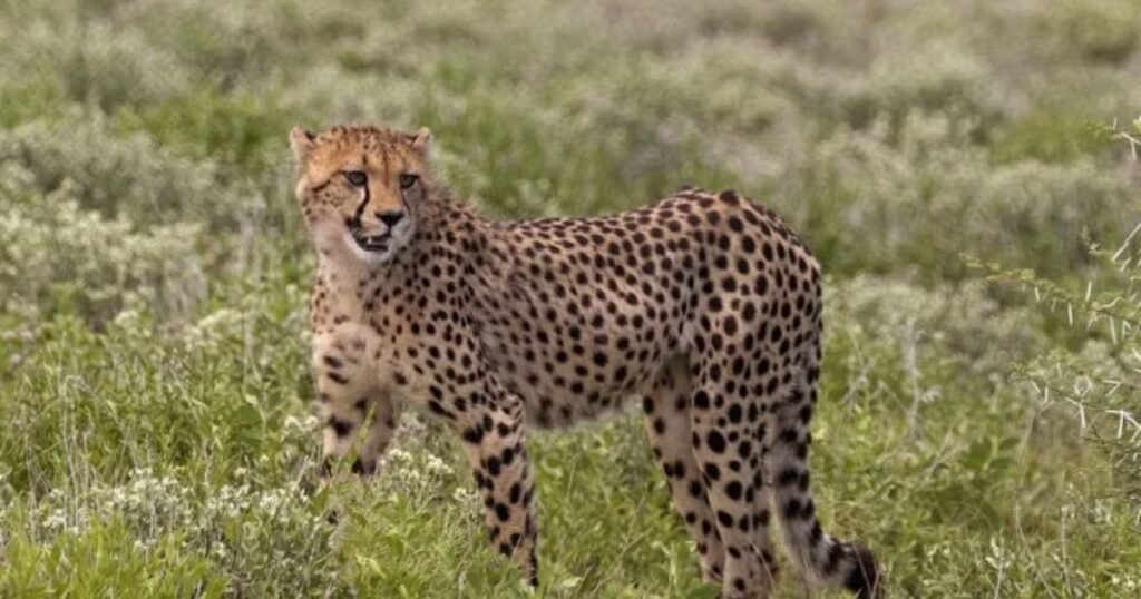 Famous Cheetahs in History