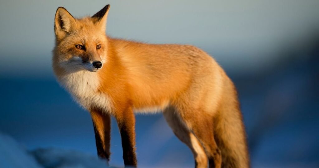 Famous Fox Names from Pop Culture