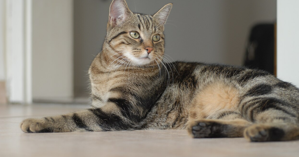Fun Fact About Islamic Cat Names