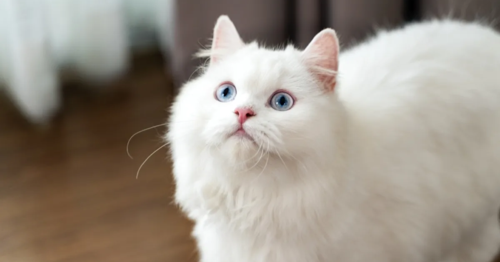 Islamic Cat Names Boy
