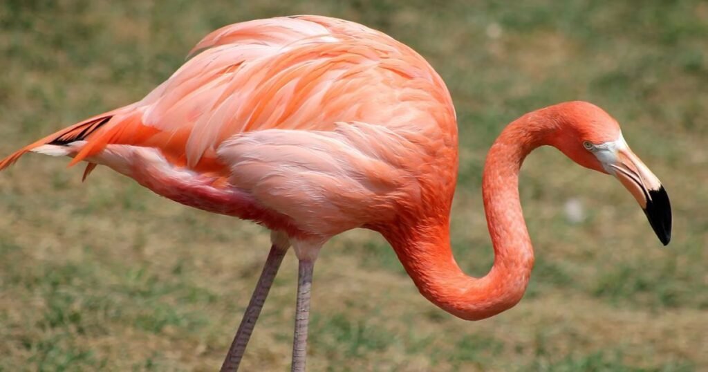 Unique Flamingo Names