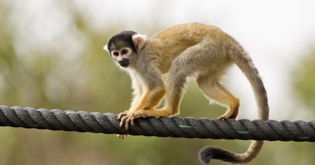 Monkey Names From Africa