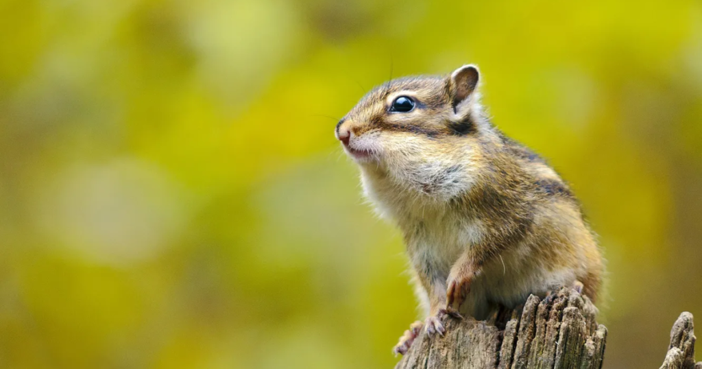 cartoon chipmunk names