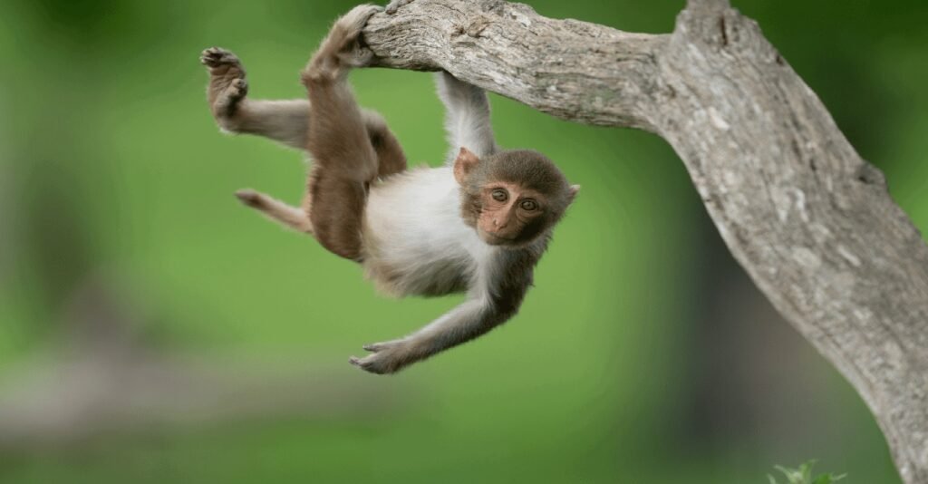 Cute Monkey Names