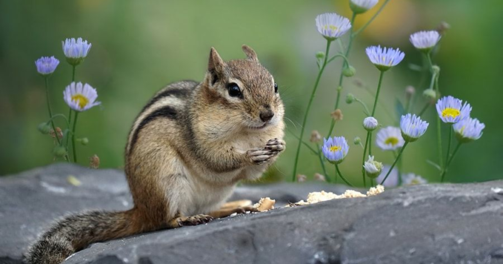 disney chipmunk names