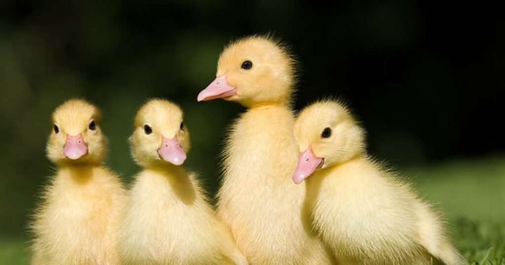 Baby Duck Names