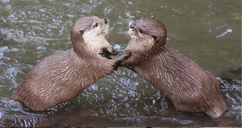 Baby Otter Names