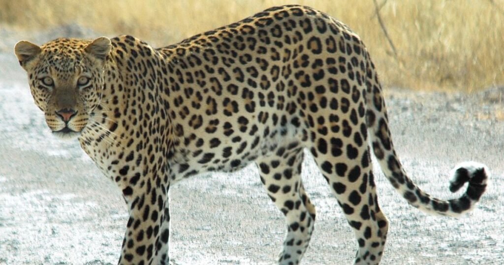 Best Leopard Names