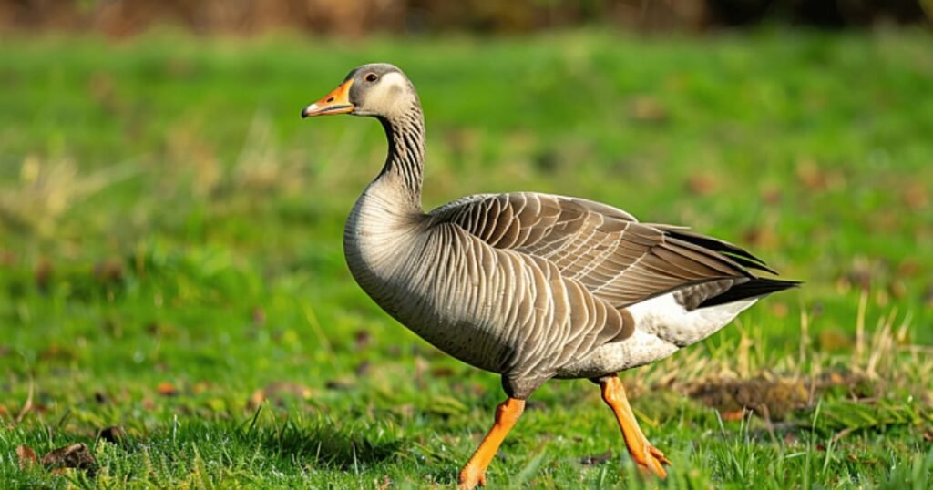 Best Names For A Goose