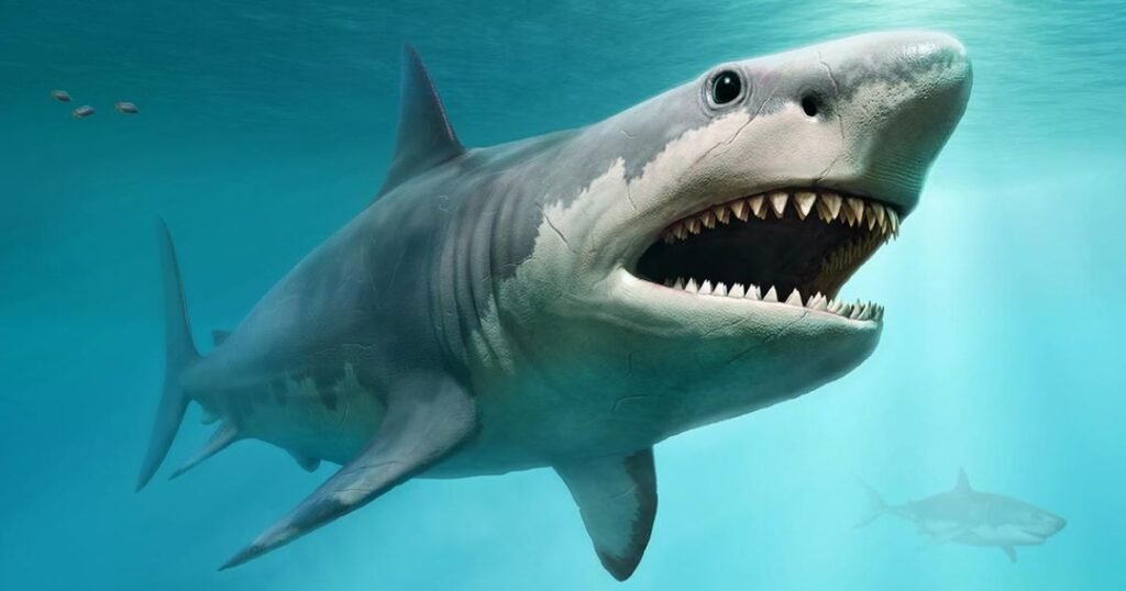 Best Shark Names