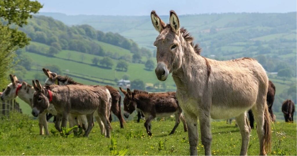 Cool Donkey Names