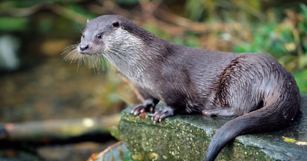 Creative Otter Names