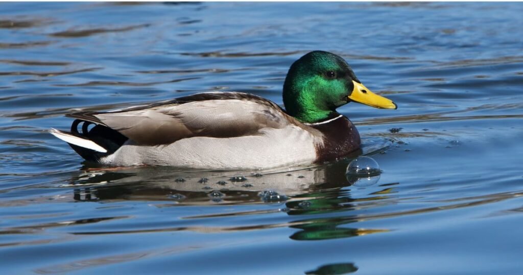 Duck Pun Names
