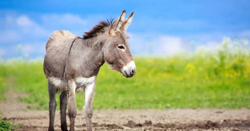 Famous Donkey Names