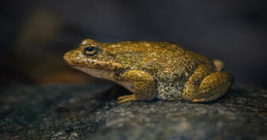 Food-Inspired Frog Names