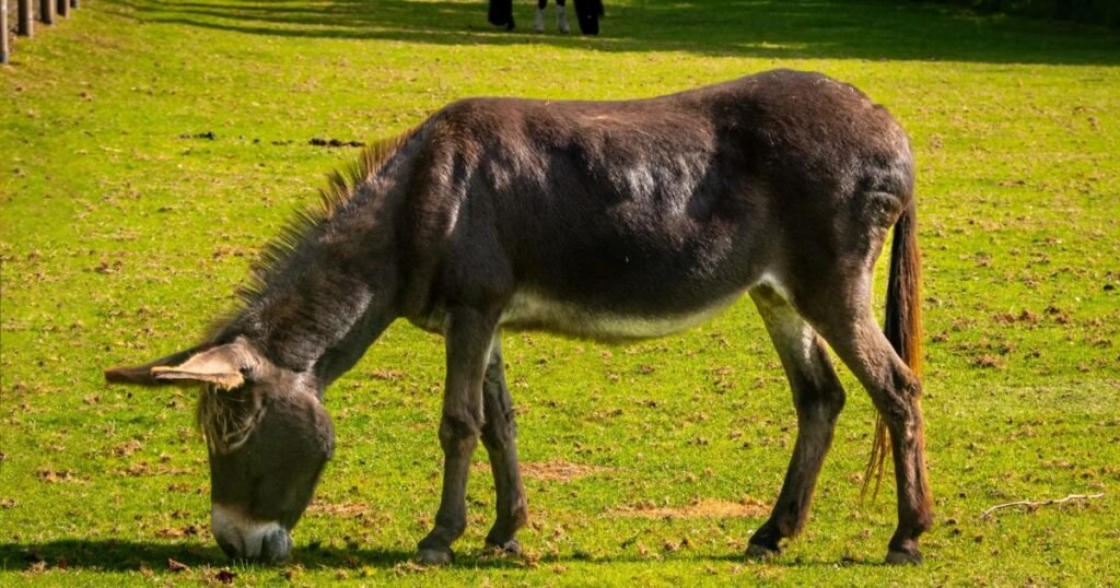Funny Donkey Names