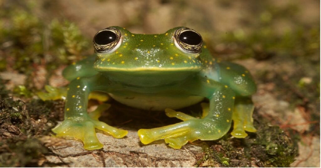 Funny Frog Names