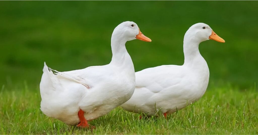 Good Names For Ducks