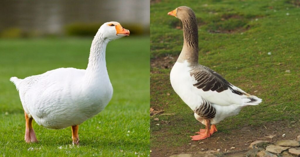 Goose Names Funny