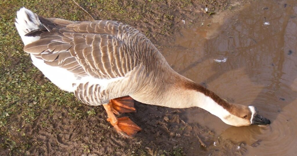 Goose Names Male
