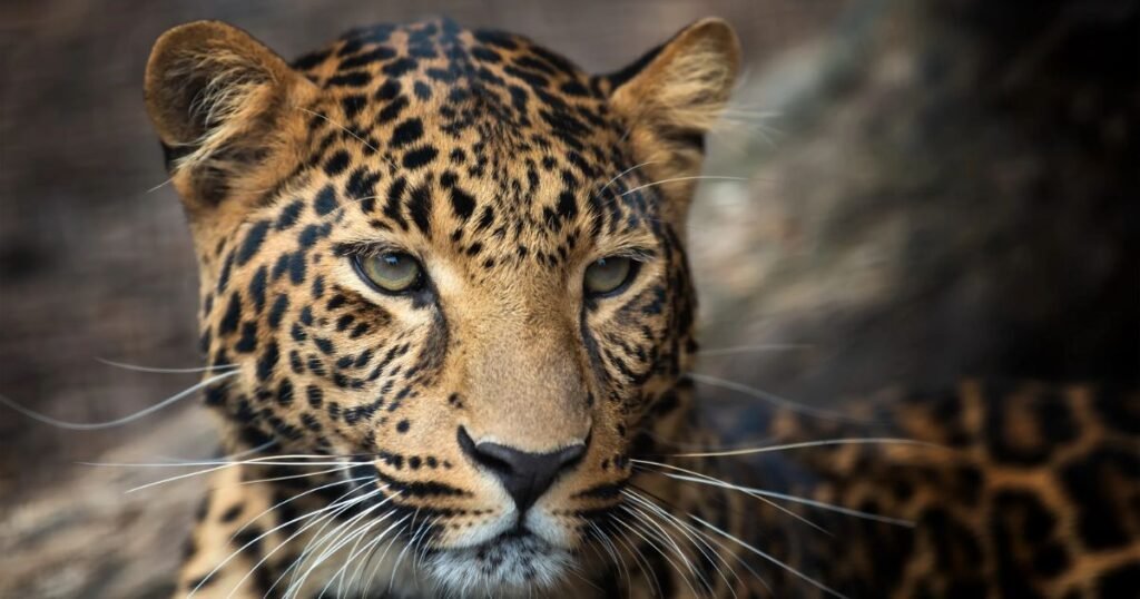 Indian Leopard Names