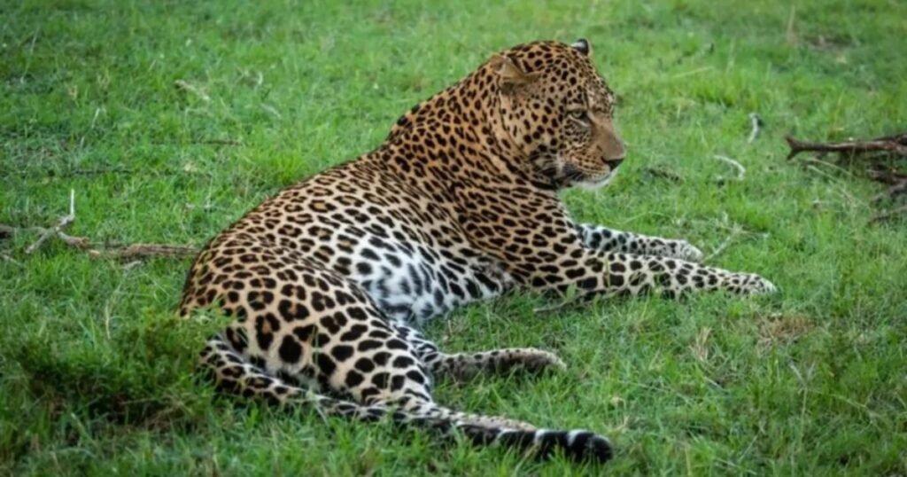 Nicknames For Leopard