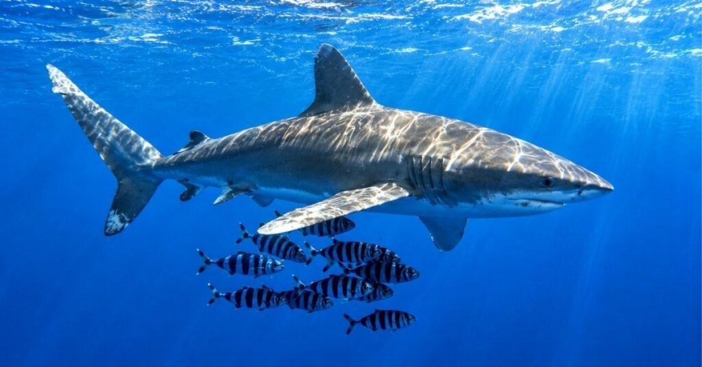 Nicknames For Shark