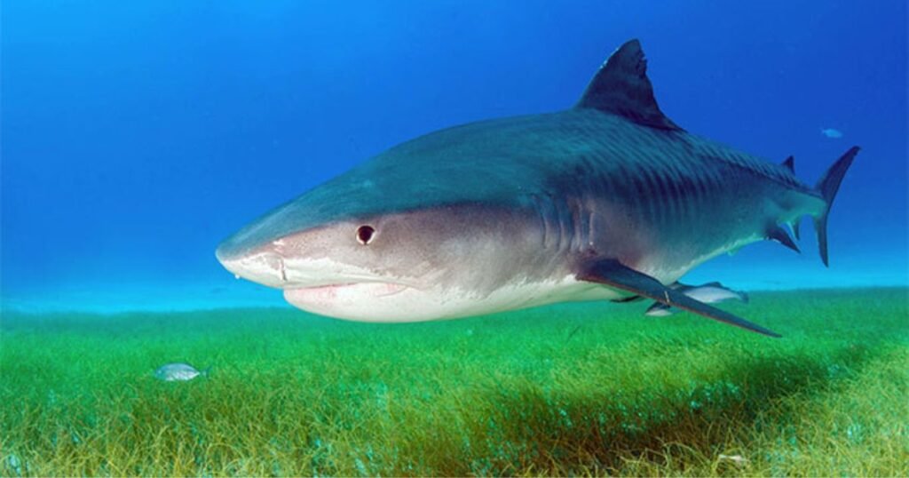 Ocean-Inspired Shark Names