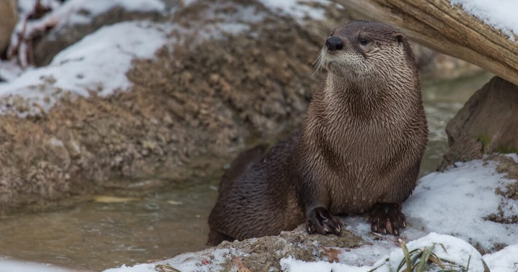 Sea Otter Names