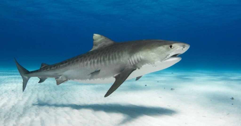 Unique Shark Names