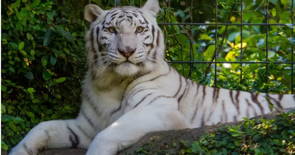 White Tiger Names
