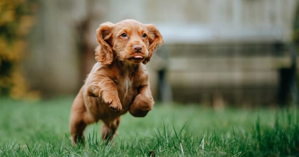 Good Brown Dog Names