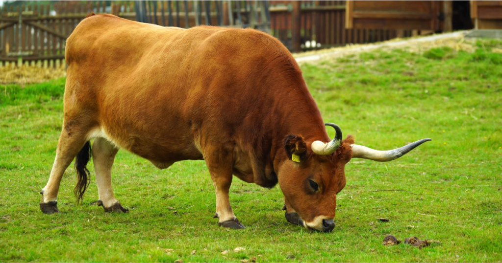 Lesser-Known Wild Animals Names That Start with O  