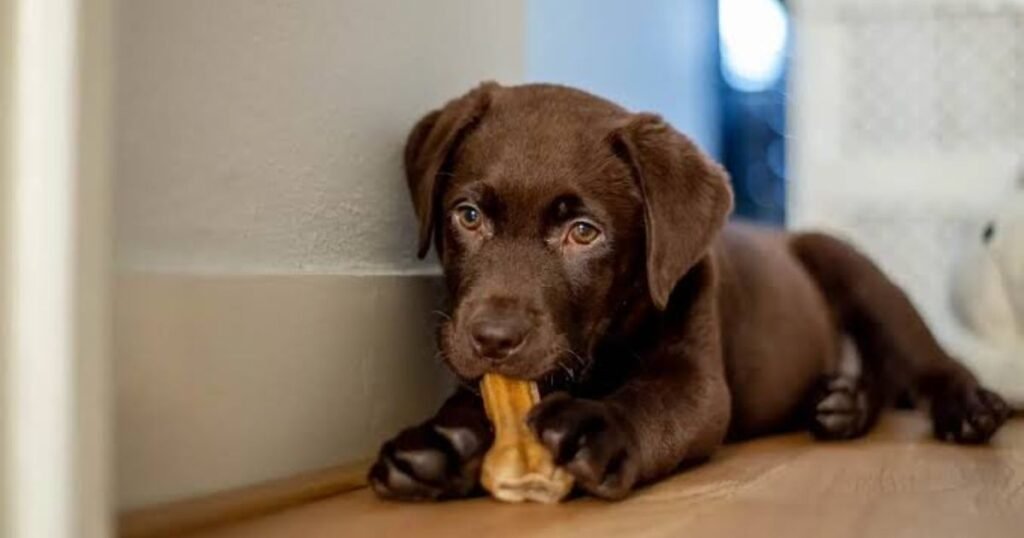 Unique Brown Dog Names
