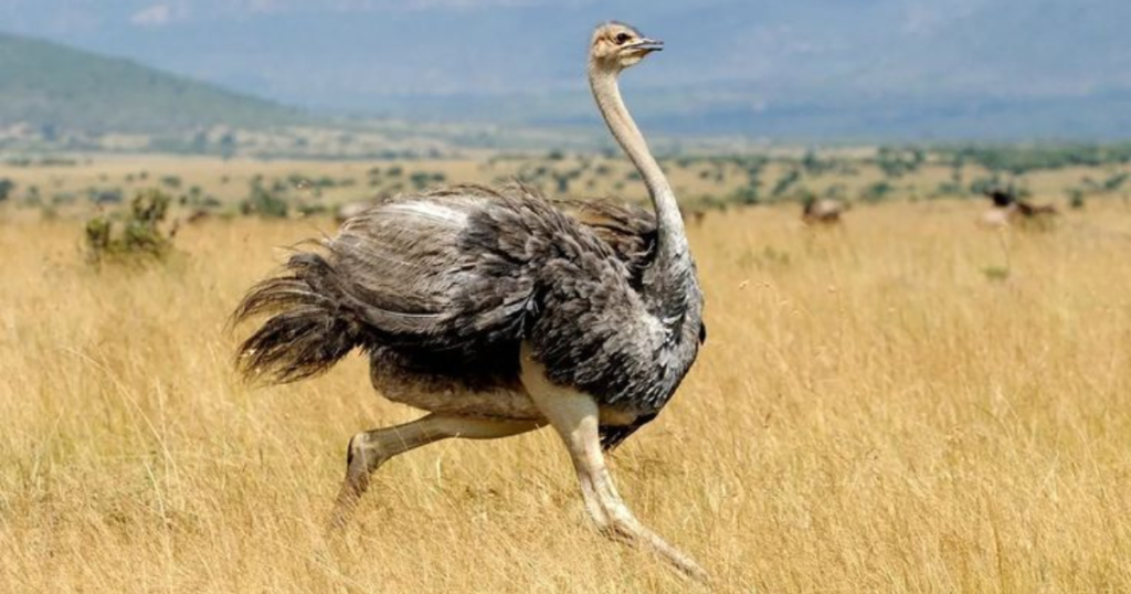 What Animal Starts With O