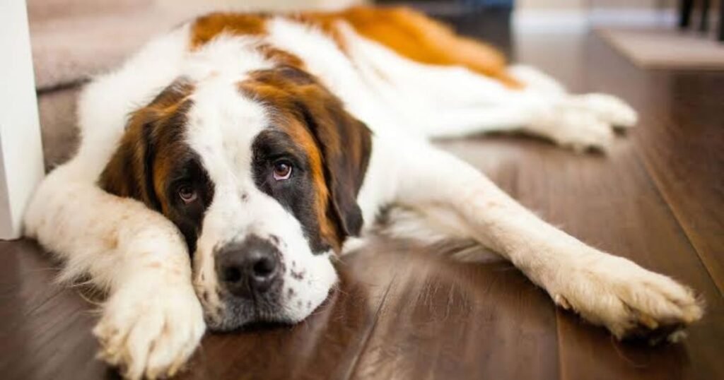 White and Brown Dog Names