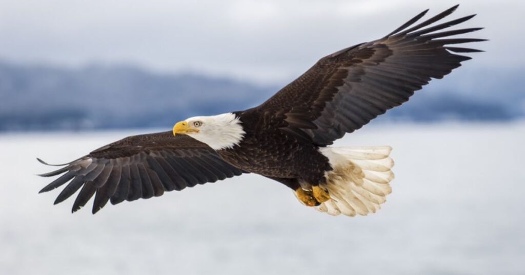 Best Eagle Name