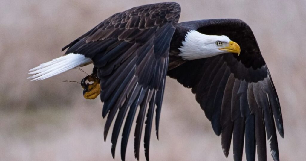 Food-Inspired Eagle Name