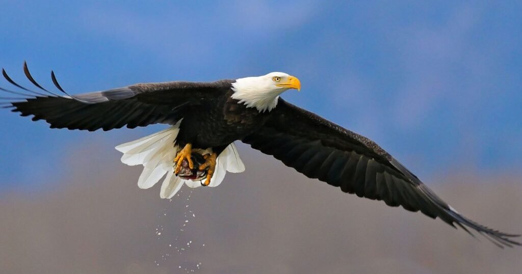 Unique Eagle Name