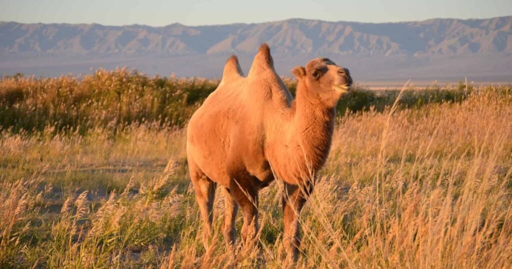 Best Camel Names