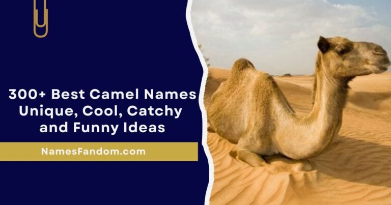 Unique Camel Name