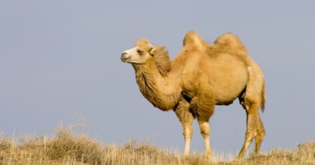 Cool Camel Names