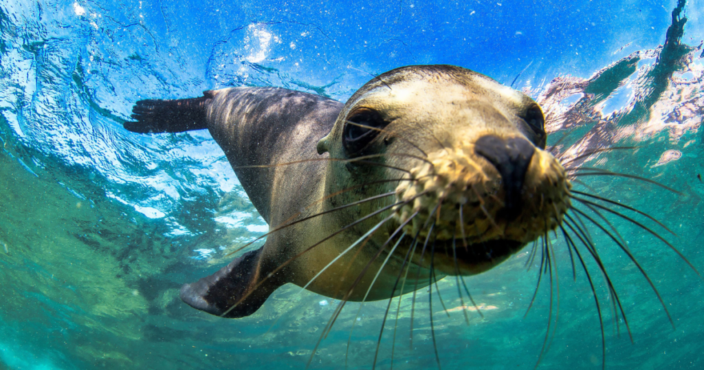 Best Seal Names