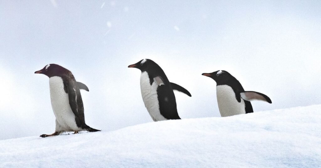 Cool Penguin Names 
