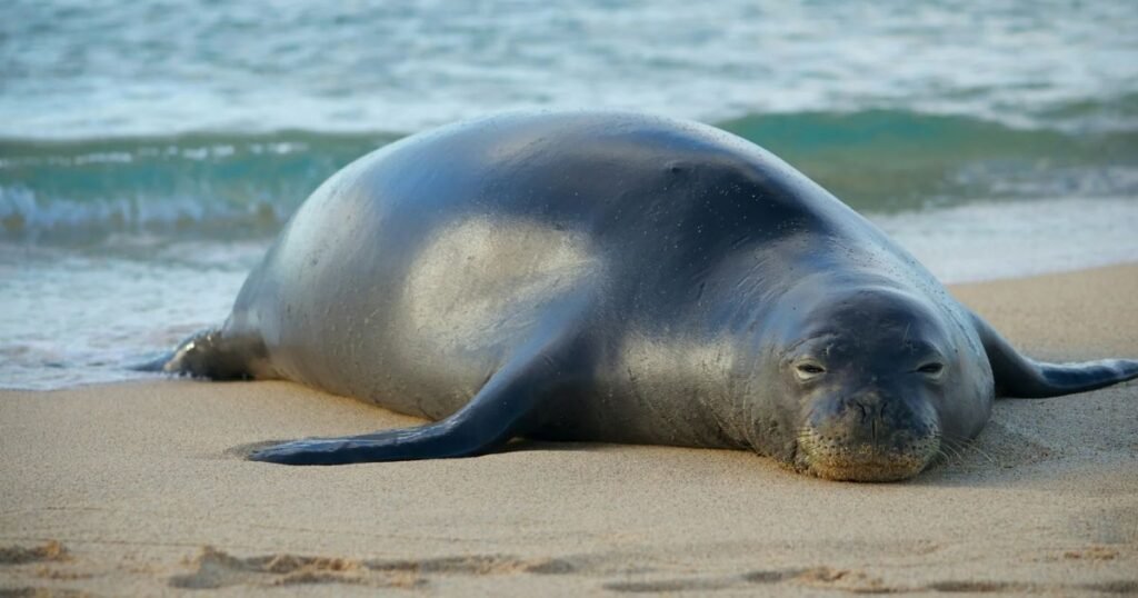 Cool Seal Names