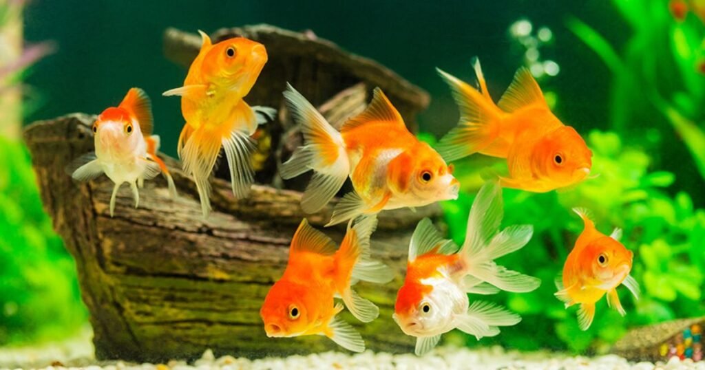 Creative Aquarium Fish Names