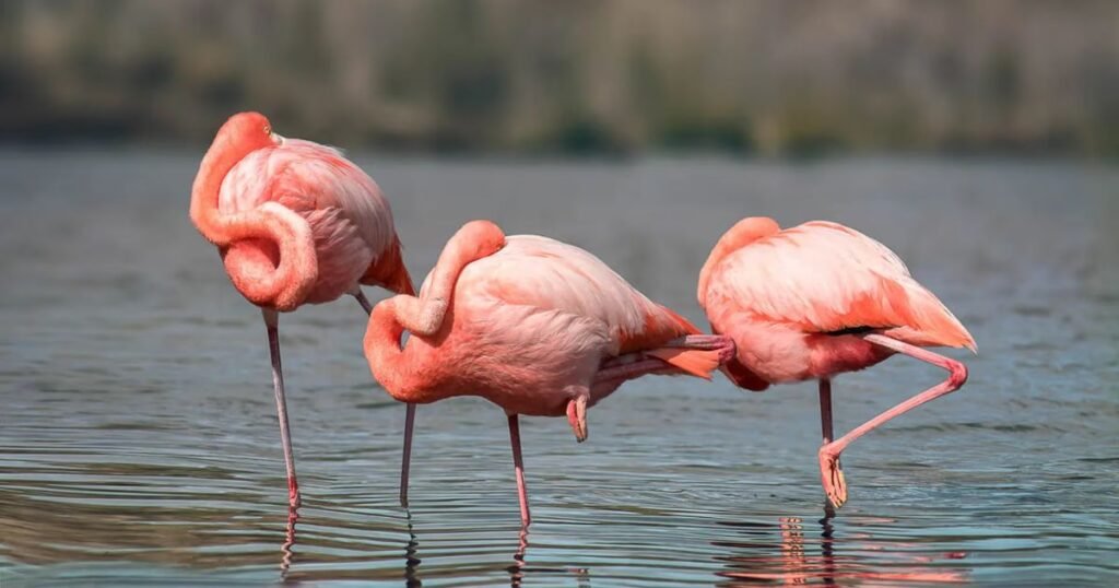 Funny Pet Flamingo Names